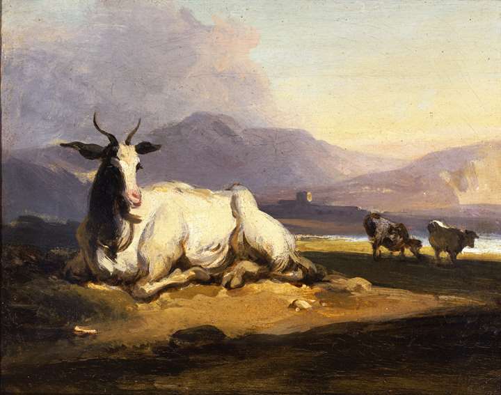 A goat sitting in a mountainous river landscape with cattle beyond 